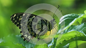 Black butterfly perched on a leaves in the flower garden, butterfly with beautiful motif