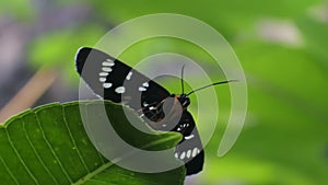 Black butterfly perched on a leaves in the flower garden, butterfly with beautiful motif