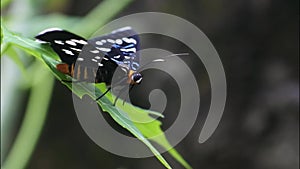 Black butterfly perched on a leaves in the garden