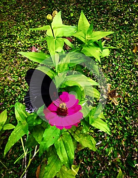Black butterfly perched on a magentaflower.