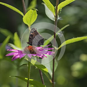 Black butterfly on a pink flower