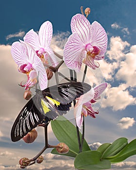 Black butterfly on the pink orchid