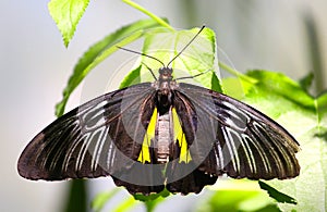 A black butterfly on a plant