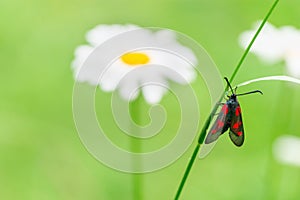 Black butterfly with red spots sits on green grass. Bright butterfly and flower on blurred