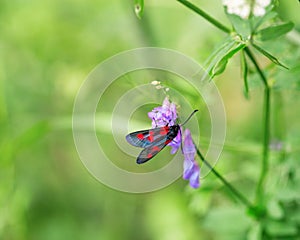 Black butterfly with red spots sits on green grass. Bright butterfly and flower on green blurred background