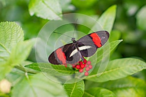 Black butterfly with red and white spots sits on green leaf with red flowers.