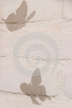 Black butterfly shadow on white brick wall