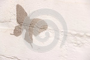 Black butterfly shadow on white brick wall