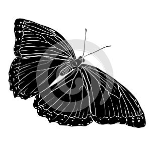 Black butterfly silhouette on white background