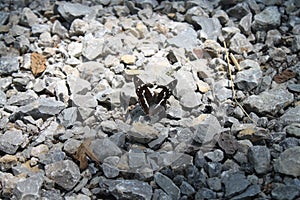 A black butterfly on stones