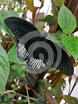 Black butterfly upclose