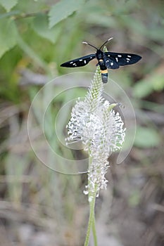 Black butterfly on white flower