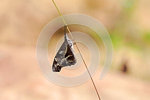 Black butterfly and white spot perched on a blade of grass