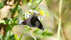 Black butterfly on a wildflower