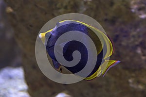 The Black Butterflyfish, the dusky butterflyfish Chaetodon flavirostris.