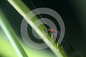 black caddis fly (Notidobia