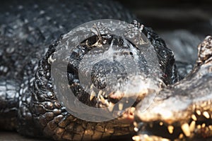 Black caiman