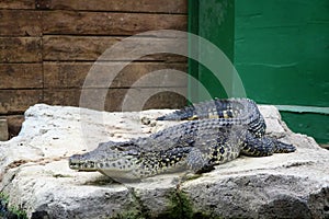 Black Caiman alligator lying on a rock near water at a visitors attraction