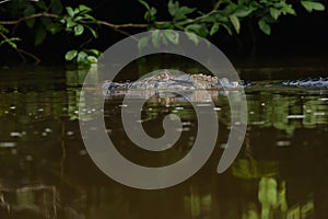 Black caiman in Ecuadorian Amazon