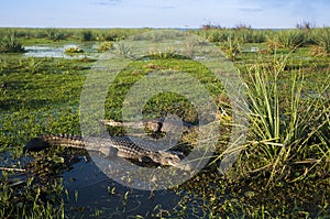 Black Caiman Ibera marshes