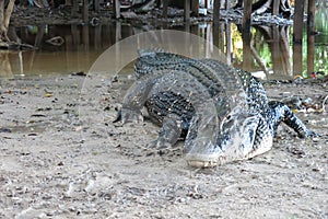 Black Caiman at Madidi National Park, Bolivia