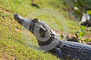 Black Caiman in marsh environment,