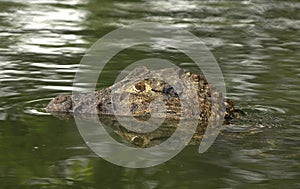 Black caiman (Melanosuchus niger)