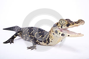 Black caiman,Melanosuchus niger