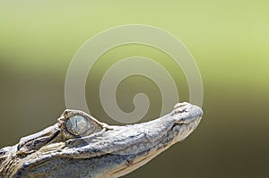 Black caiman (Melanosuchus niger) in Amazon Rainforest Brazil