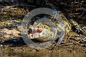 Black Caiman on the riverbank photo