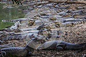 Black caimans crowding at the riverbank, Pantanal, Brazil