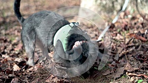 Black Cairn Terrier Dog digging stops slow motion Ellijay Georgia