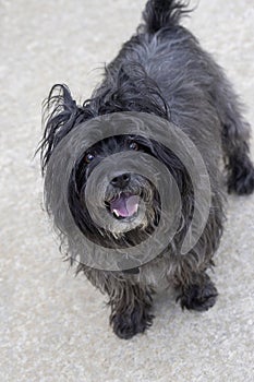 Black Cairn Terrier in an outdoor environment