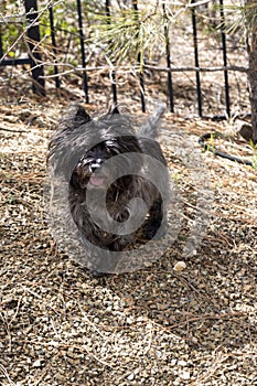 Black Cairn Terrier in an outdoor environment