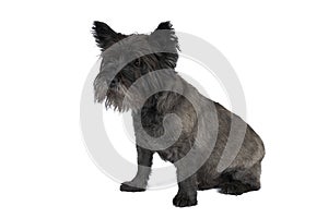 Black Cairn terrier sitting in front of white background