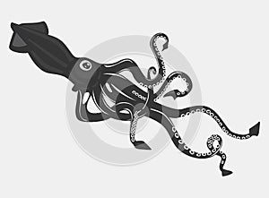 Black calamari or squid with suction cups on arms