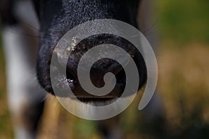 Black calf, bull or cow nose, livestock feed, summer countryside life concept. Close up