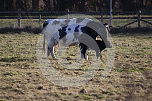Black calf and its mother on the pasture