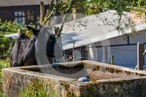 A black calf near a rustic cement tank for water