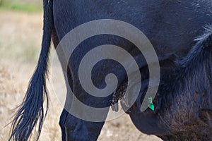 A black calf is suckling on its mother`s teats