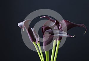 Black calla flowers (Zantedeschia)