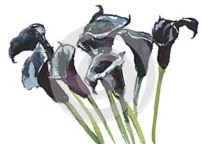 Black callas, watercolor