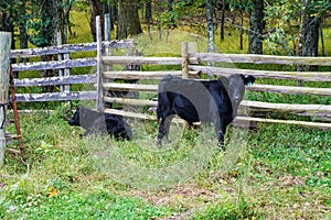 A Black Calves Cow in a Mountain Meadow