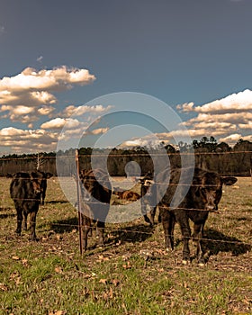 Black calves standing by barbed wire - vertical