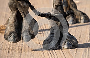 Black Camel feet close-up as it crosses the street in Ras al Khaimah, United Arab Emirates