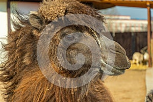 Black camel looking at the camera close-up, black camel caravane