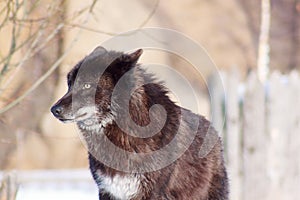 Black canadian wolf looks out for its prey.