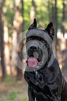 Black Cane Corso dog posing for a portrait