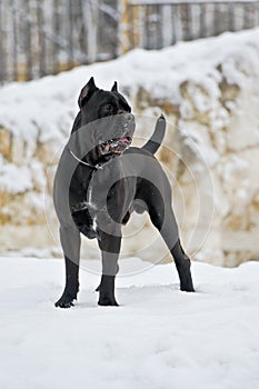 Black cane corso dog winter portrait