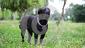 Black Cane Corso in the field executes the host`s commands